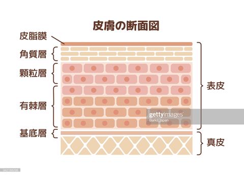 layer of human skin illustration japanese