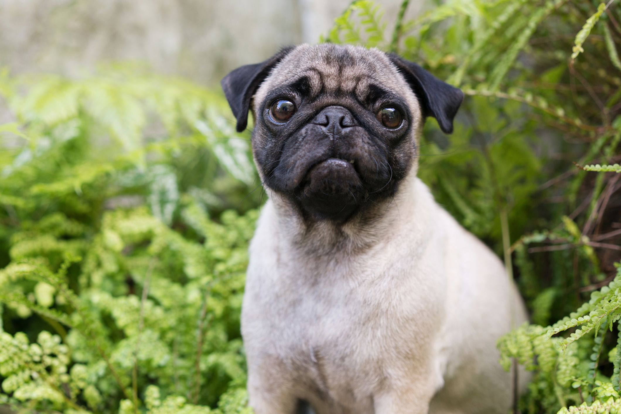 pug puppy breathing heavy