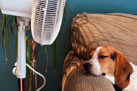Hound lies in front of fan