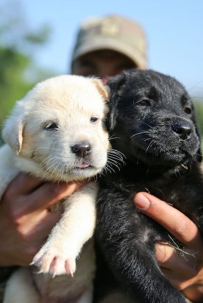 20 Reasons You Should Adopt a Shelter Dog Today 20 Reasons You Should Adopt a Shelter Dog Today