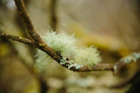 Close-Up Of Plant