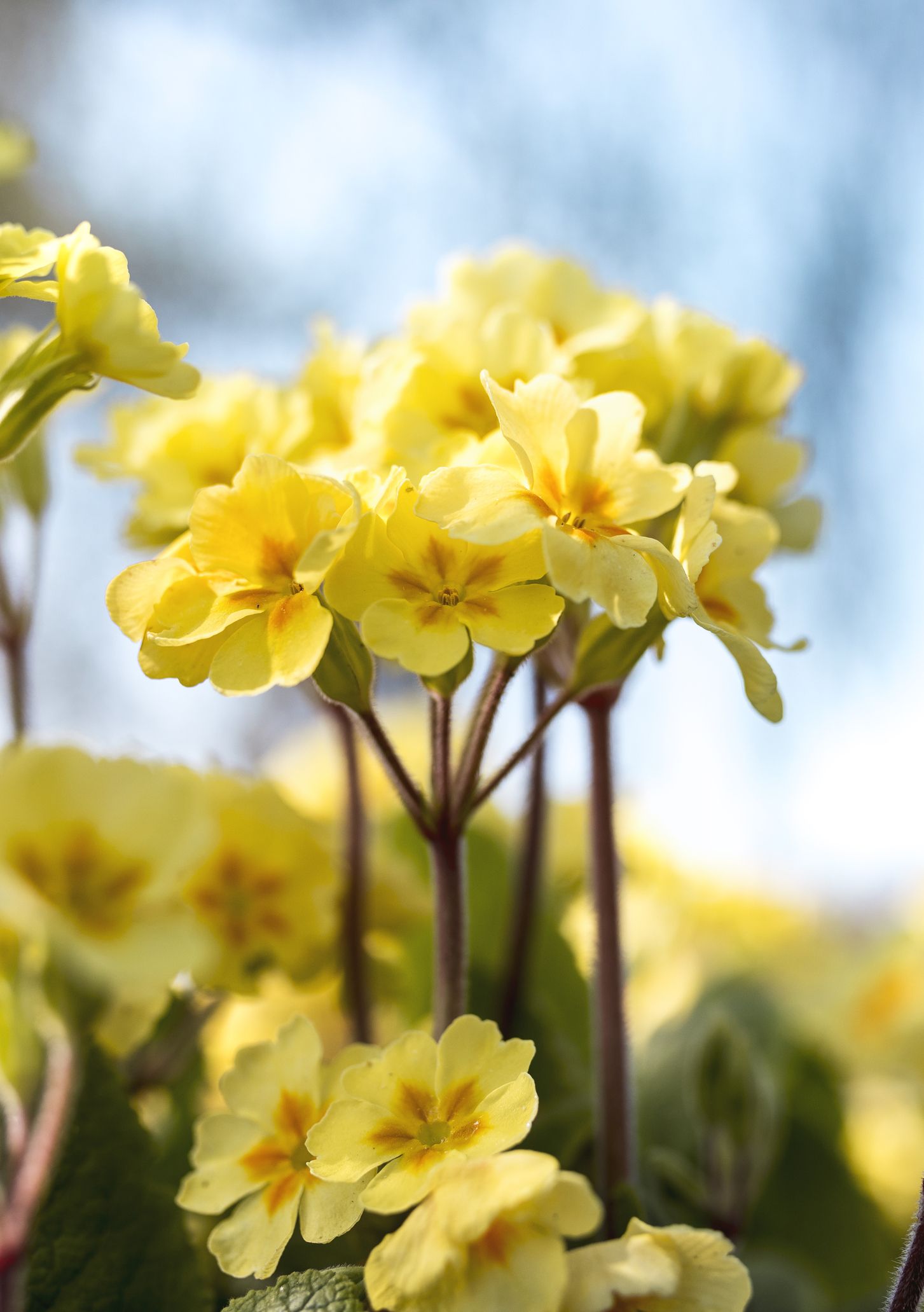 winter flowers