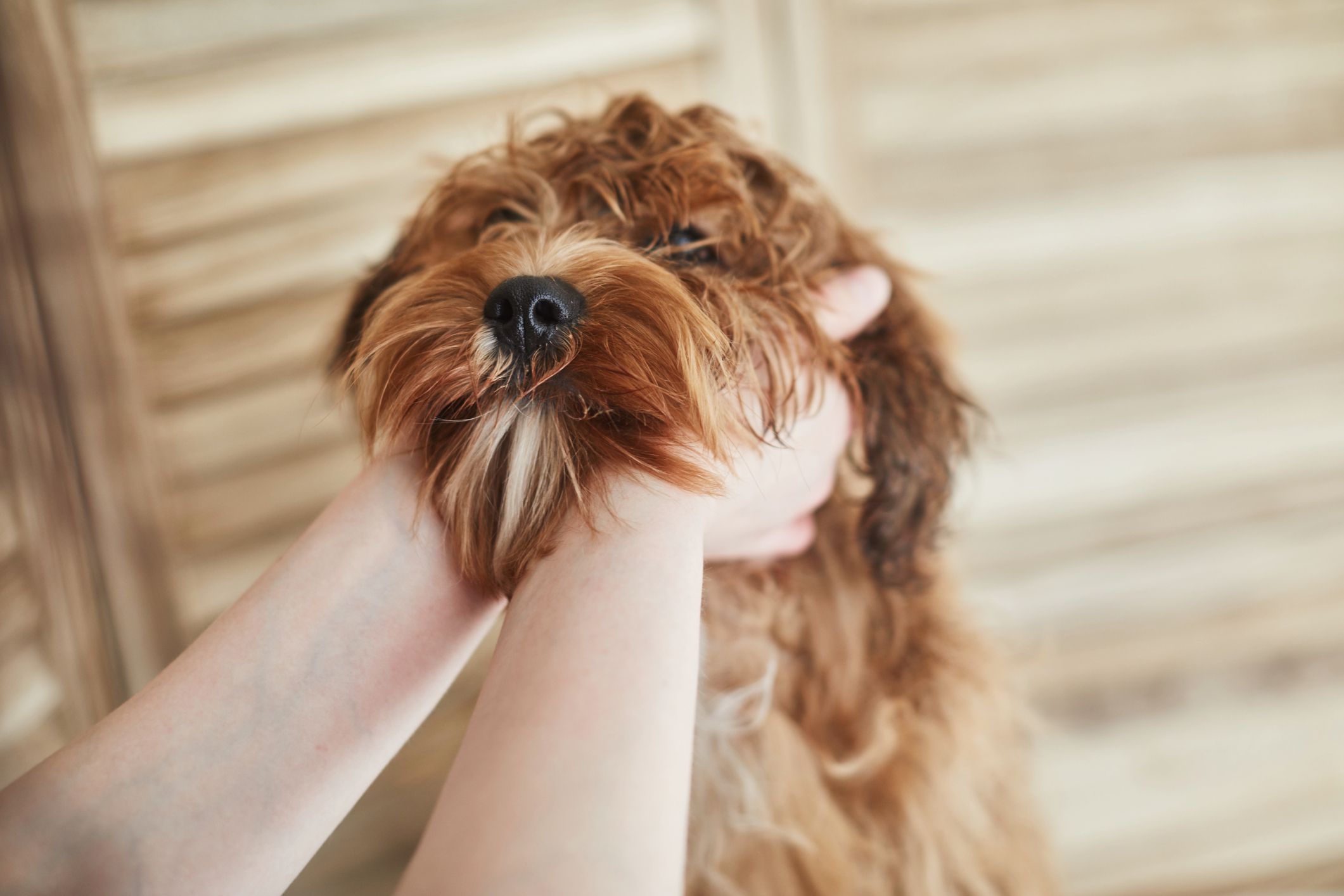 La Gente Ama Davvero Gli Animali Piu Delle Persone Secondo Uno Studio