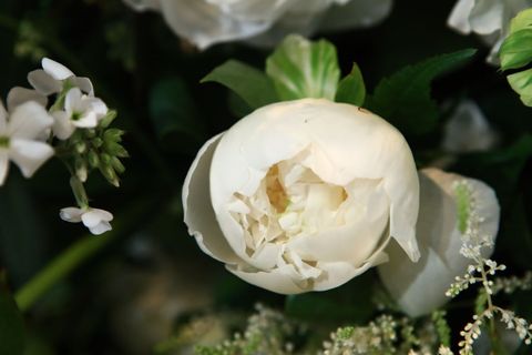 White, Flower, Petal, Plant, Botany, Flowering plant, Gardenia, Rose, Spring, Rose family, 