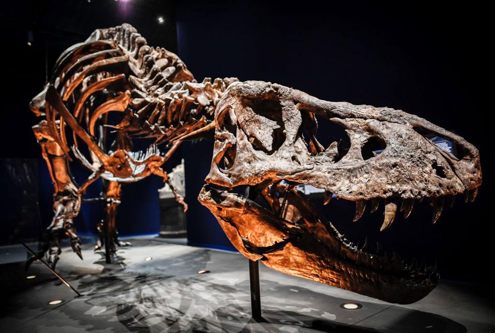 Cronaca del giorno in cui si sono estinti i dinosauri