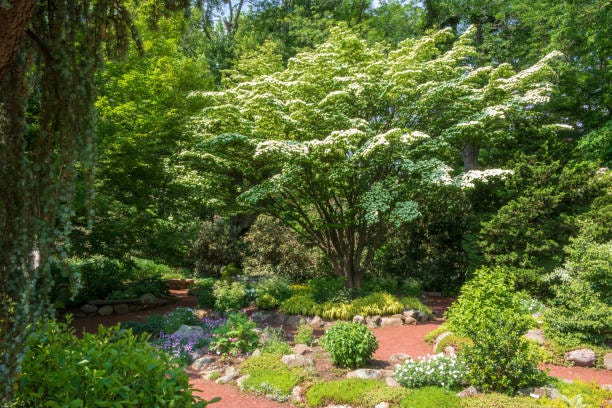 10 Best Trees for Small Gardens - Best Small Trees for Tiny Yards