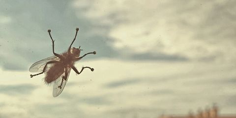 Sky, Insect, Pest, Organism, Spider, Cloud, Macro photography, Invertebrate, Tree, Photography, 