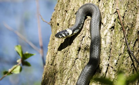 How To Get Rid Of Snakes How To Get Rid Of Copperhead And Garden