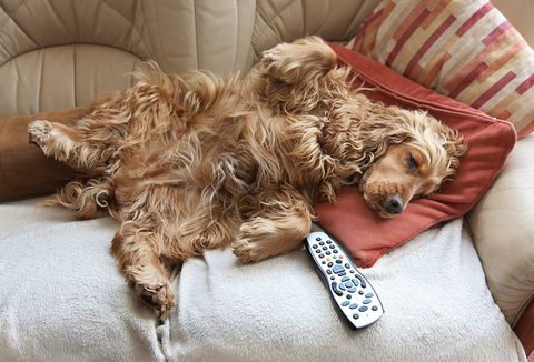 Cocker Spaniel relaxing in front of TV
