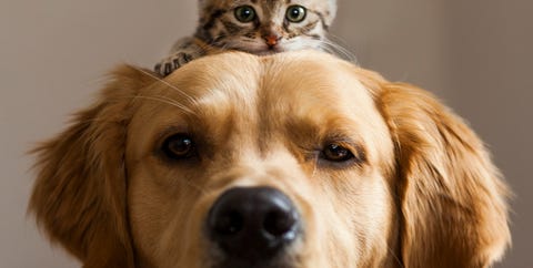Come Lavare Il Cane In Casa Da Quello Piccolo A Quello A Pelo Lungo