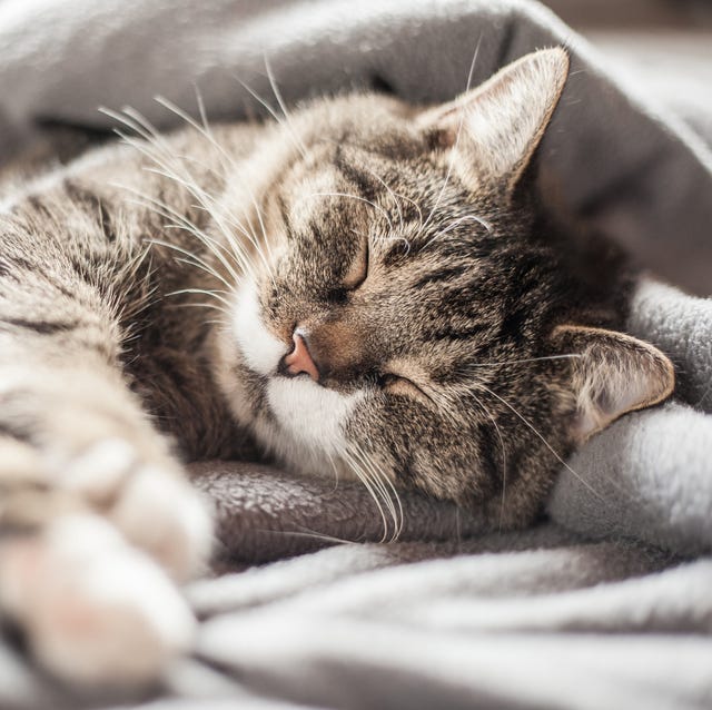 gato durmiendo gato durmiendo