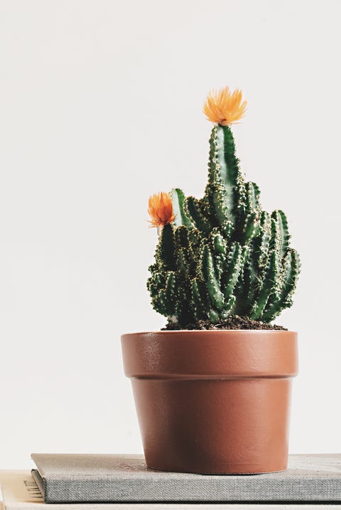 pics All Types Of Cactus With Names different types of indoor cactus plants