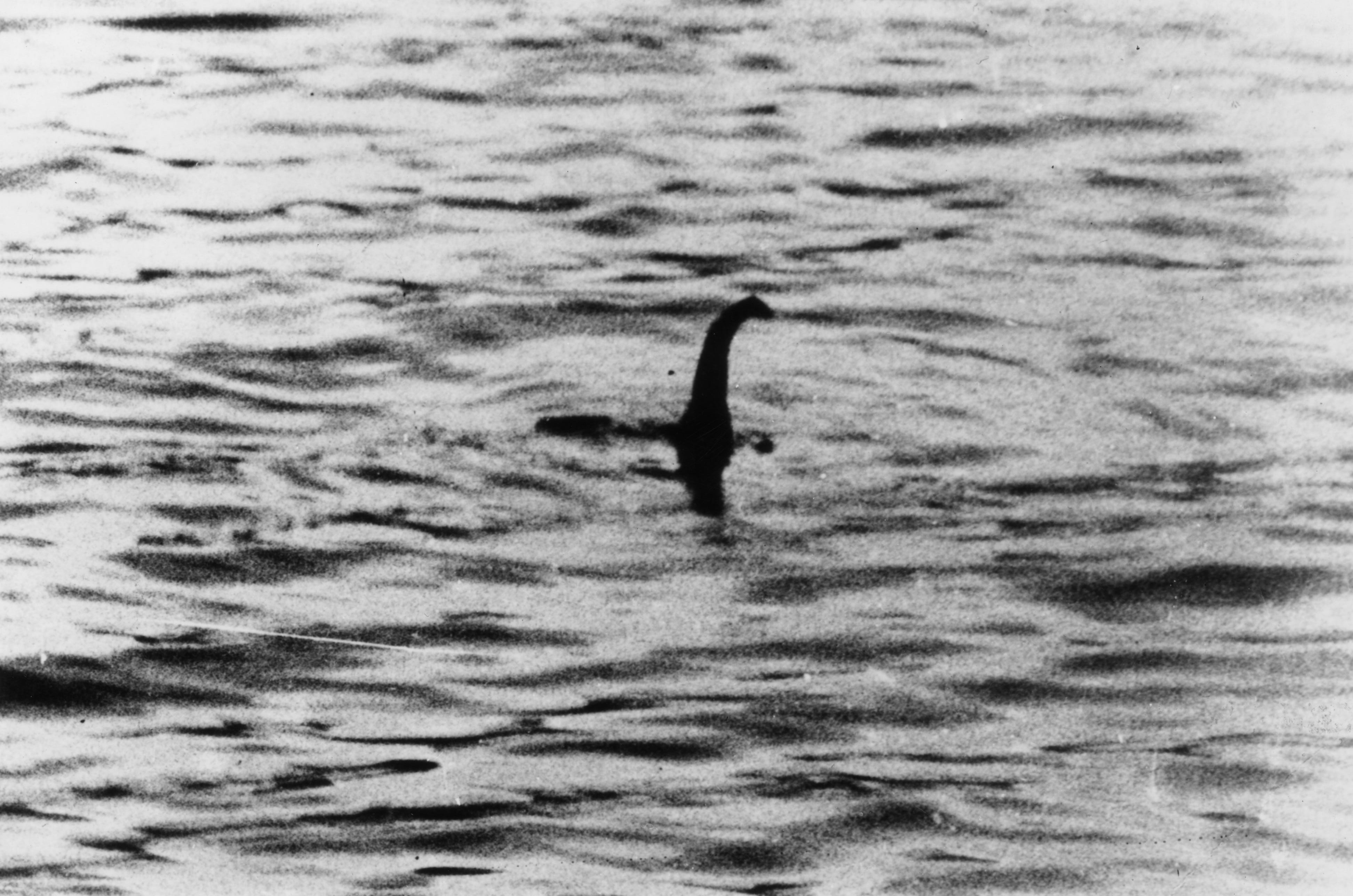 Bird, Liquid, Monochrome, Monochrome photography, Black and White, Beak, Water bird, Waterfowl, Shadow, Ducks, Geans and Swans, 