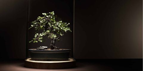 Houseplant, Tree, Bonsai, Plant, Flowerpot, Still life photography, Woody plant, Flower, Branch, Ikebana, 