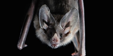 Mammal, vampire bat, Bat, Wildlife, Possum, Whiskers, 