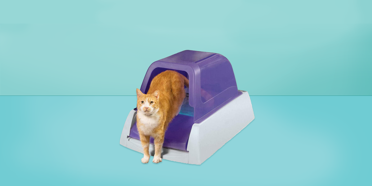 6 Best Self-Cleaning Litter Boxes of 2022