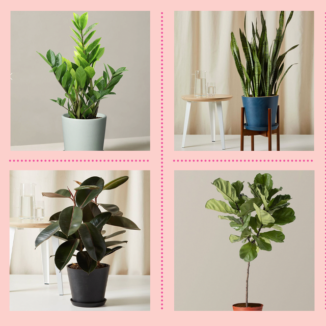 tall indoor plants