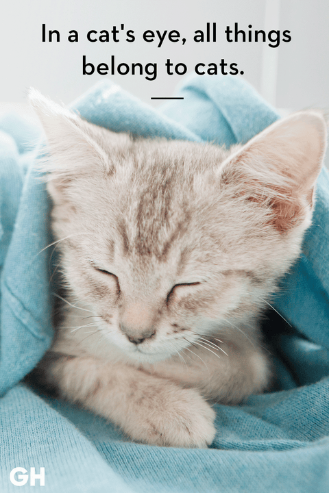 25 Best Cat Quotes That Perfectly Describe Your Kitten 