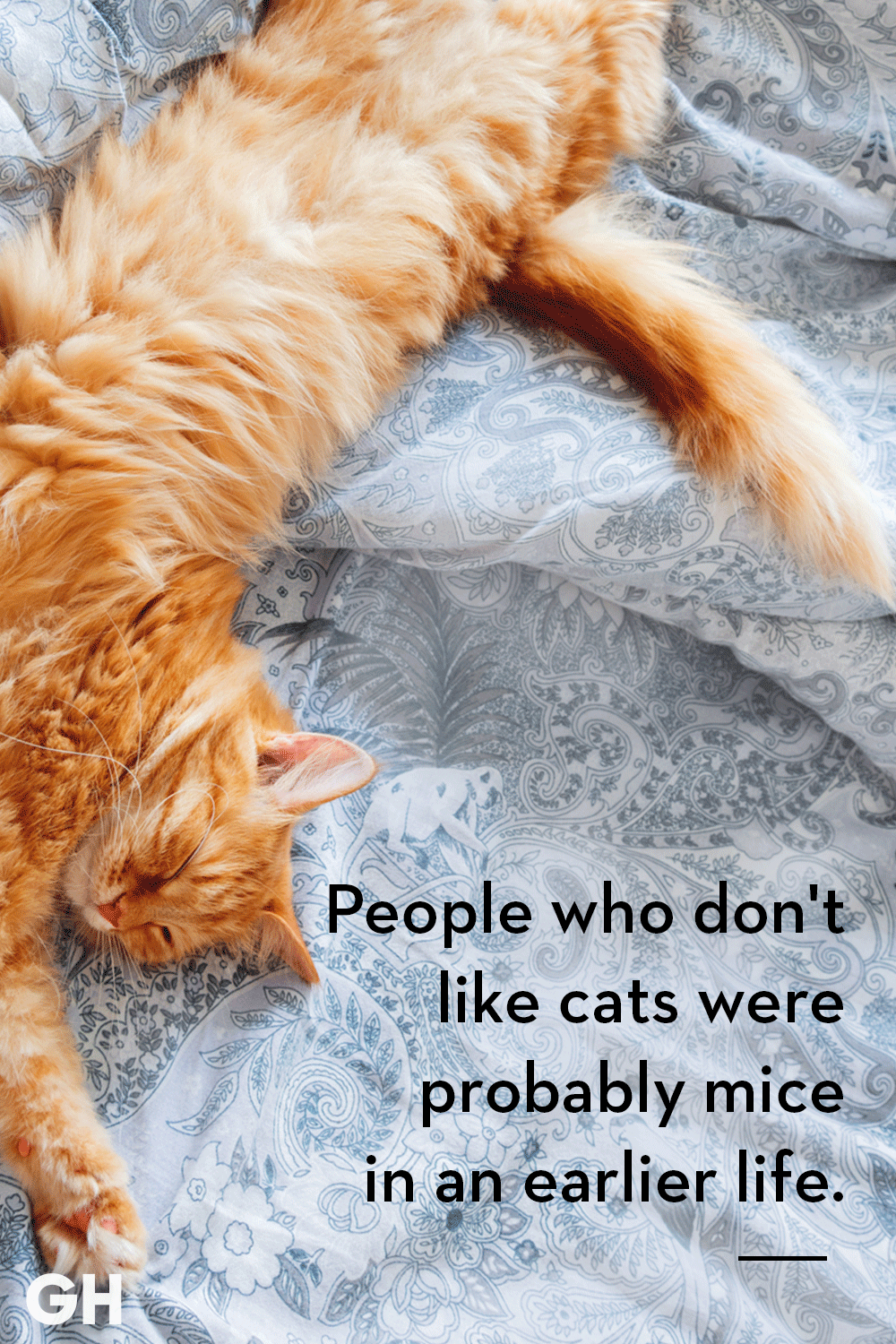 25 Best Cat Quotes That Perfectly Describe Your Kitten Funny And Cute Cat Quotes