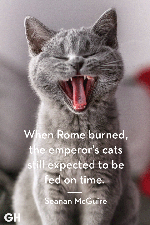 25 Best Cat Quotes That Perfectly Describe Your Kitten -7164