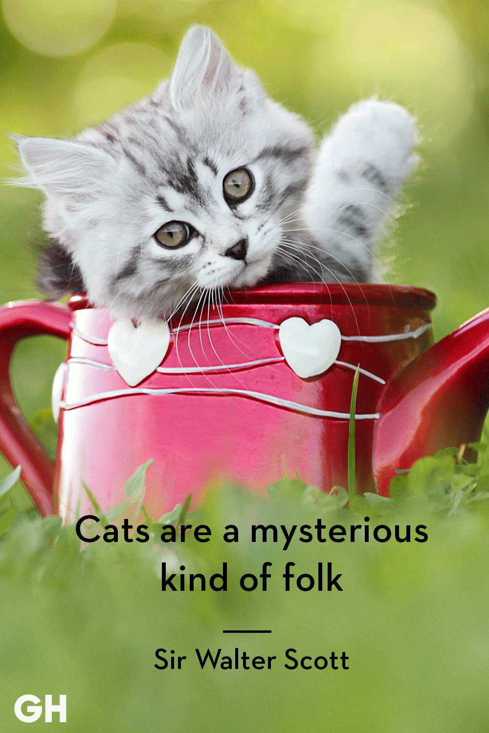 25 Best Cat Quotes That Perfectly Describe Your Kitten - Funny and Cute Cat  Quotes
