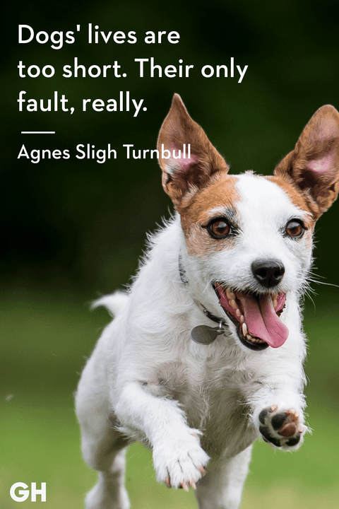 30 Dog Quotes That Every Animal Lover Will Relate To - Best Dog Quotes