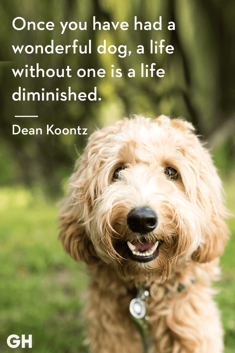 50 Dog Quotes That Every Animal Lover Will Relate To - Best Dog Quotes