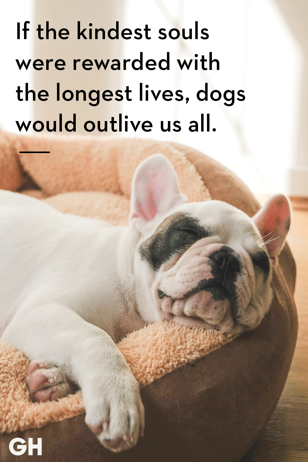 how long have dogs lived with humans