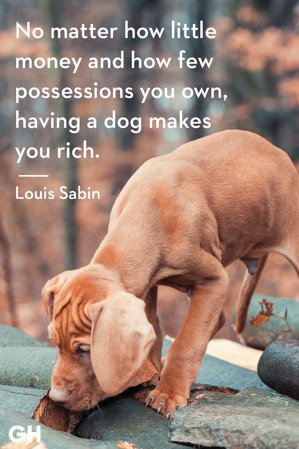 30 Dog Quotes That Every Animal Lover Will Relate To Best - 