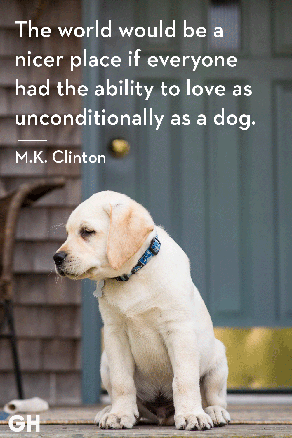 dogs and unconditional love