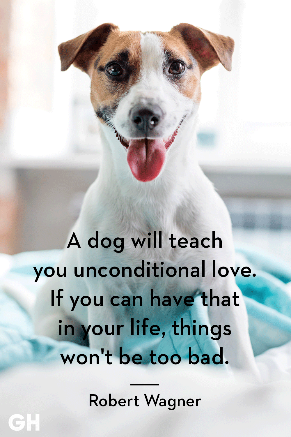 animal love quotes