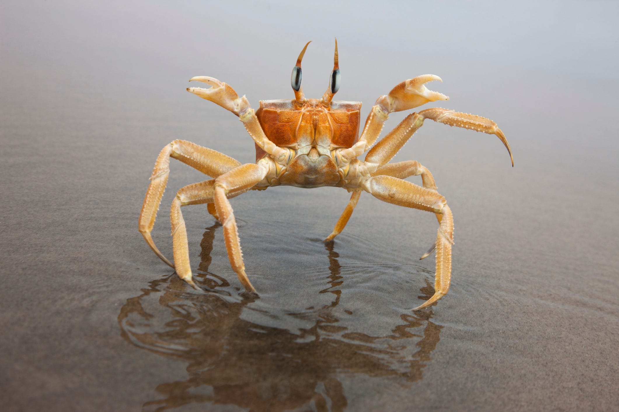Crabs Keep Migrating Back and Forth From Water to Land, for Some Reason