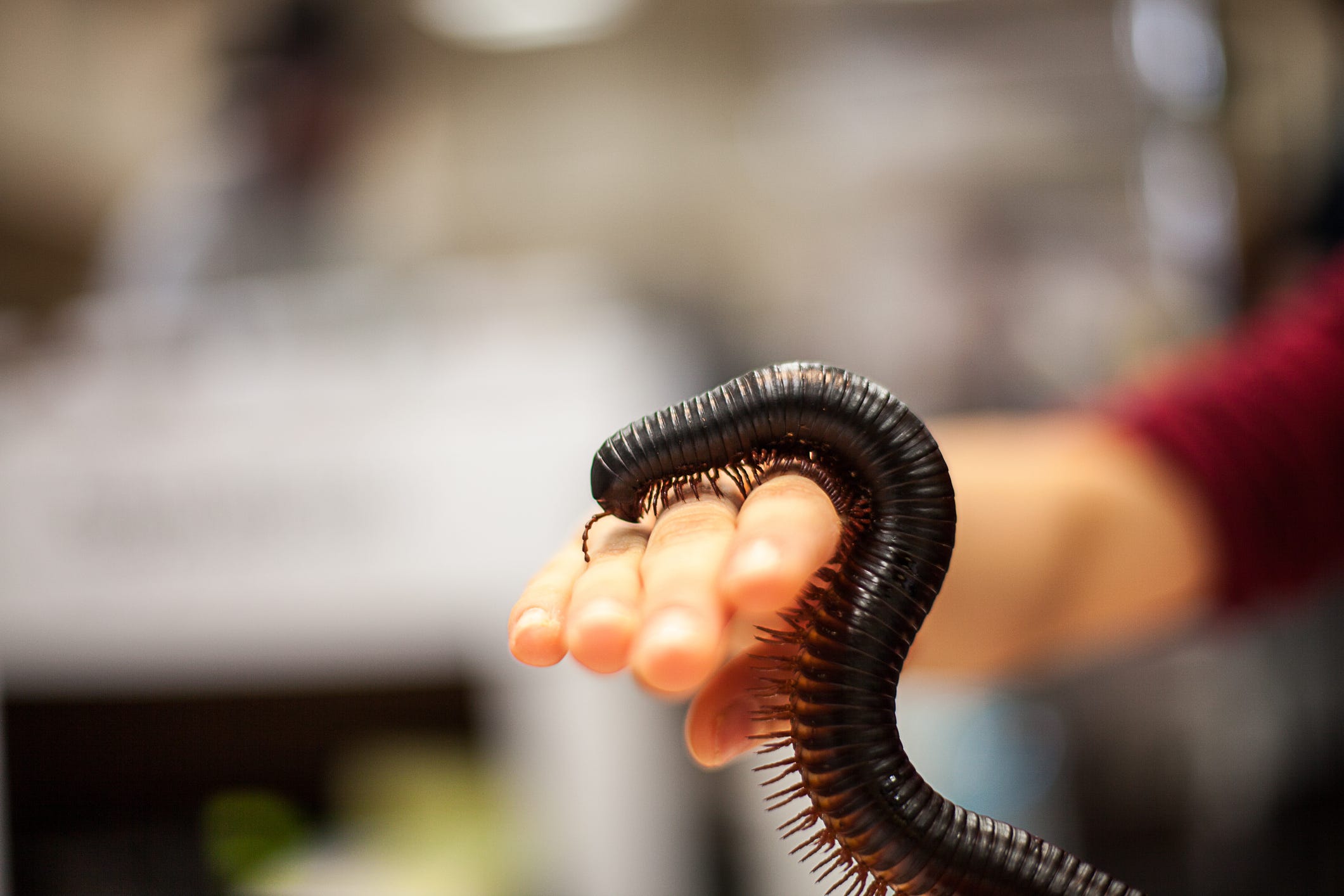 A Giant Millipede Went Missing 126 Years Ago. Explorers Just Found It in the Wild.