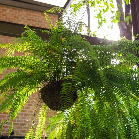 boston fern   indoor hanging plant