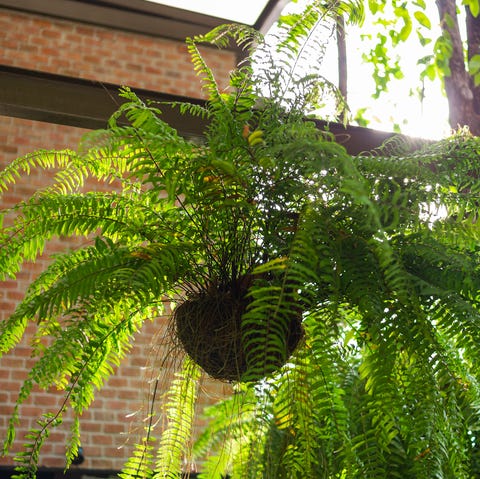 boston fern   indoor hanging plant