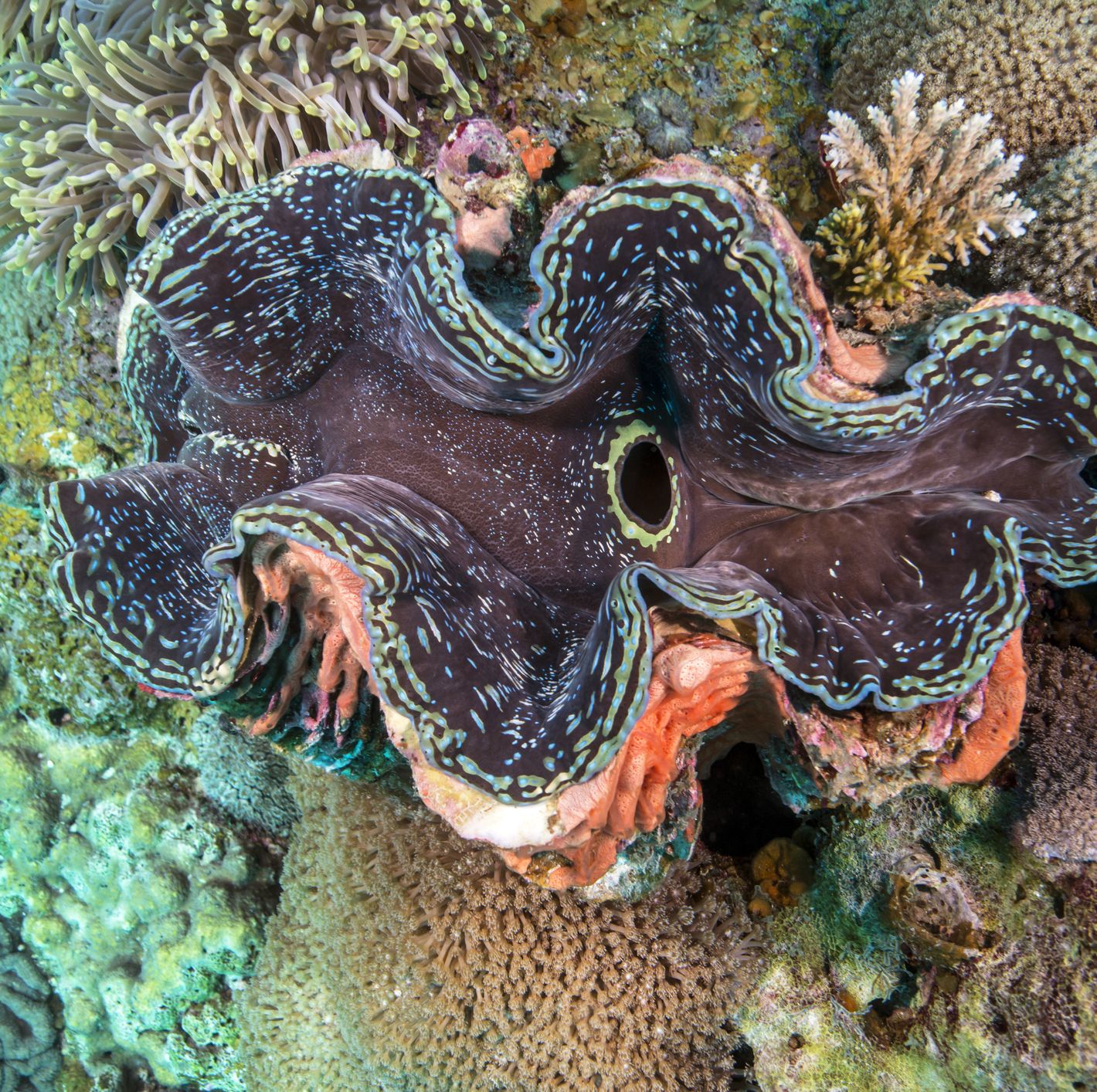 The Air Force Says Its Next Missile Tests Could Kill 219 Giant Clams, 9 Snails