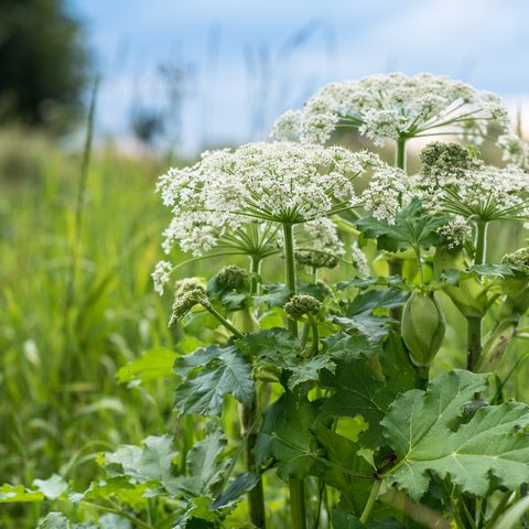Hogweed: How To Avoid Giant Burns & Remove Plant