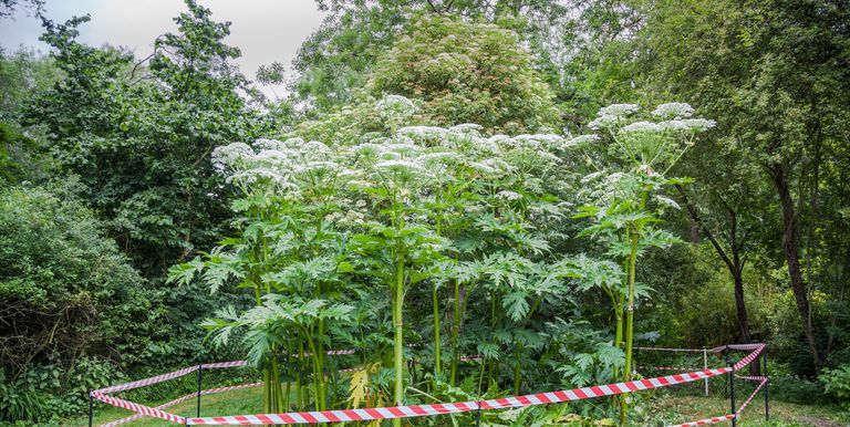 how-to-identify-giant-hogweed-the-plant-that-can-cause-severe-burns-and-blisters