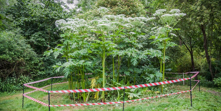 giant hogweed