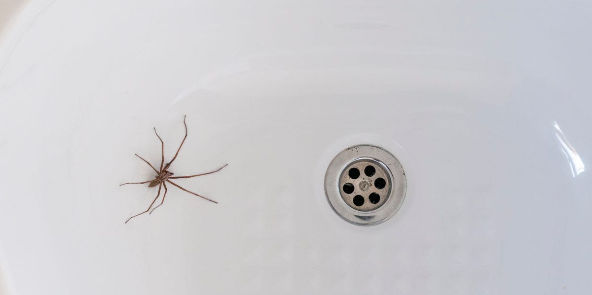 How To Get Rid Of Spiders In Your House According Bug Experts How To Get Rid Of Spiders In Your House, How Do You Kill Spiders In A Basement