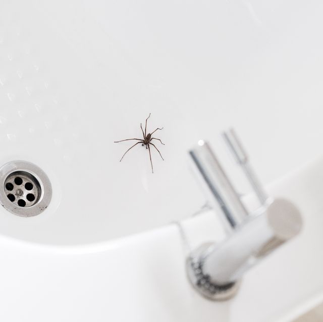 giant house spider in a bathroom