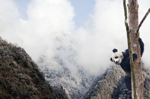 Giant panda climbing a tree