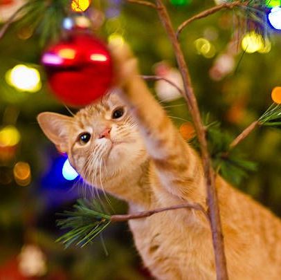 orange cat playing with red christmas ornament