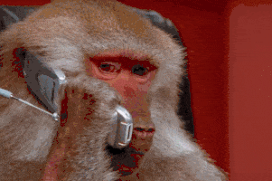 Mono hablando por teléfono
