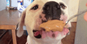 dog peanut butter