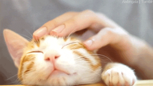 Does Your Cat Love You Cat Daily News