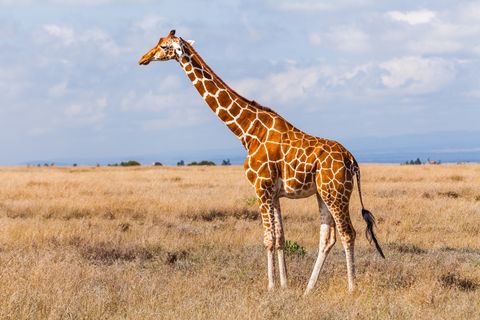 Giraffes in the savannah, Kenya