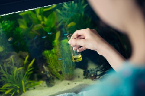 girl using a chemical test kit to measure the quality of water in a home aquarium