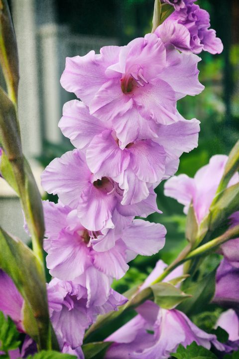 amazing blooms of gladiolus the gladioli look spectacular in any summer garden