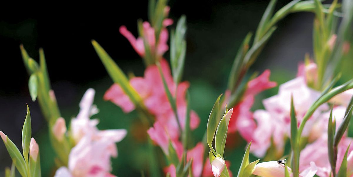 Cómo plantar y cuidar gladiolos: cuidados - Jardinería